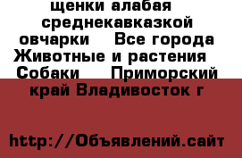 щенки алабая ( среднекавказкой овчарки) - Все города Животные и растения » Собаки   . Приморский край,Владивосток г.